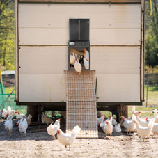iMounTEK® Automatic Chicken Coop Door product image
