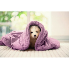 Fluffy Pet Blanket (2 Sizes) product image