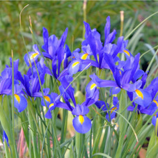 Easy Growing & Long-Lasting Flower Bulbs  (4 Varieties) product image