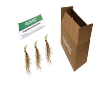 Touch Of ECO® 3 or 9 Bare Root Giant Hosta Plants product image