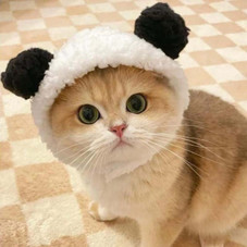 Cat Halloween Costume Hat  product image