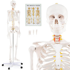 70.8" Life Size Human Skeleton Model  product image