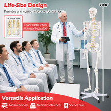 70.8" Life Size Human Skeleton Model  product image
