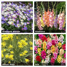 Bees & Butterflies Grand Garden Collection (100 Bulbs) product image