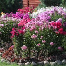 Sweet Summer Blooming Flower Garden (5 Varieties) product image