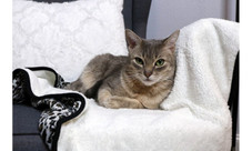 Premium Reversible Pet Blanket product image