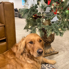 Personalized Pet Christmas Tree Ornaments product image