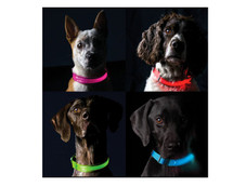 LED Safety Light-up Dog Collar product image