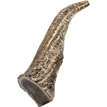 8-9" X-Large Whole Naturally-Shed Elk Antler Dog Treat product image