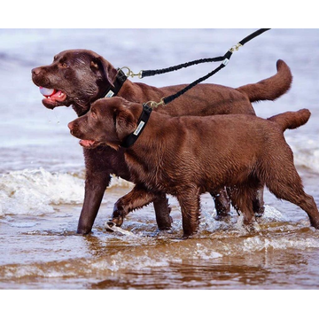 Waloo® Double Dog Bungee Walking Leash product image Waloo® Double Dog Bungee Walking Leash product image