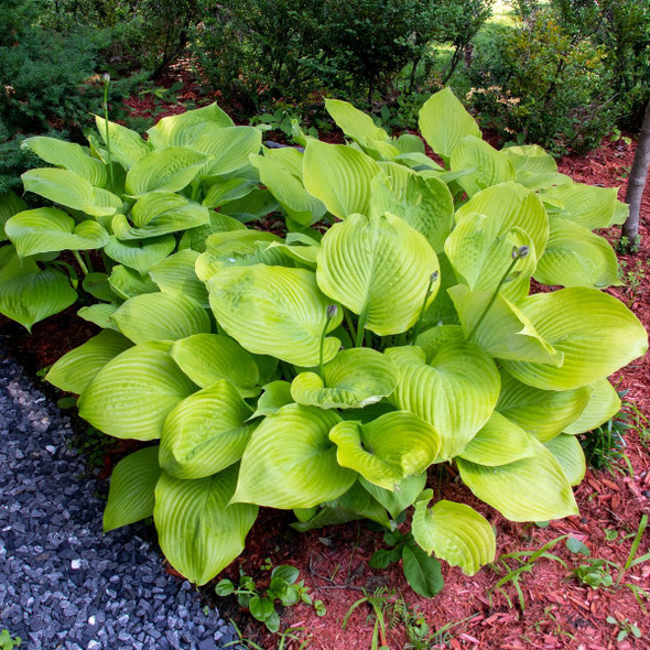 Touch Of ECO® 3 or 9 Bare Root Giant Hosta Plants product image
