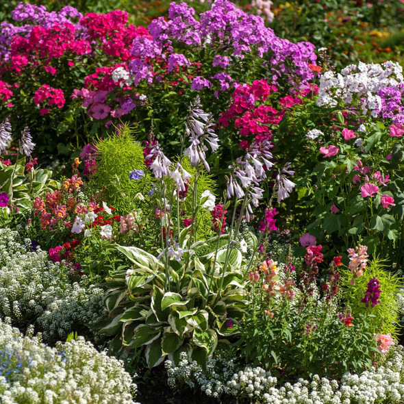 Beautiful Blooms Flower Bulbs product image