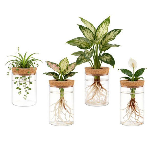 Hydroponic Glass Plant Propagation Station (4-Pack) product image