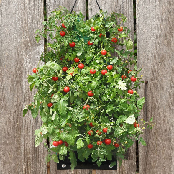 Indoor/Outdoor Organic Hanging Fruit & Veggie Garden Kits product image
