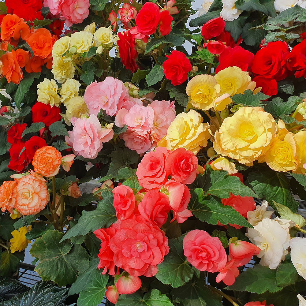 Beautiful Blooms Flower Bulbs - Giant Begonias - 3 Bulbs