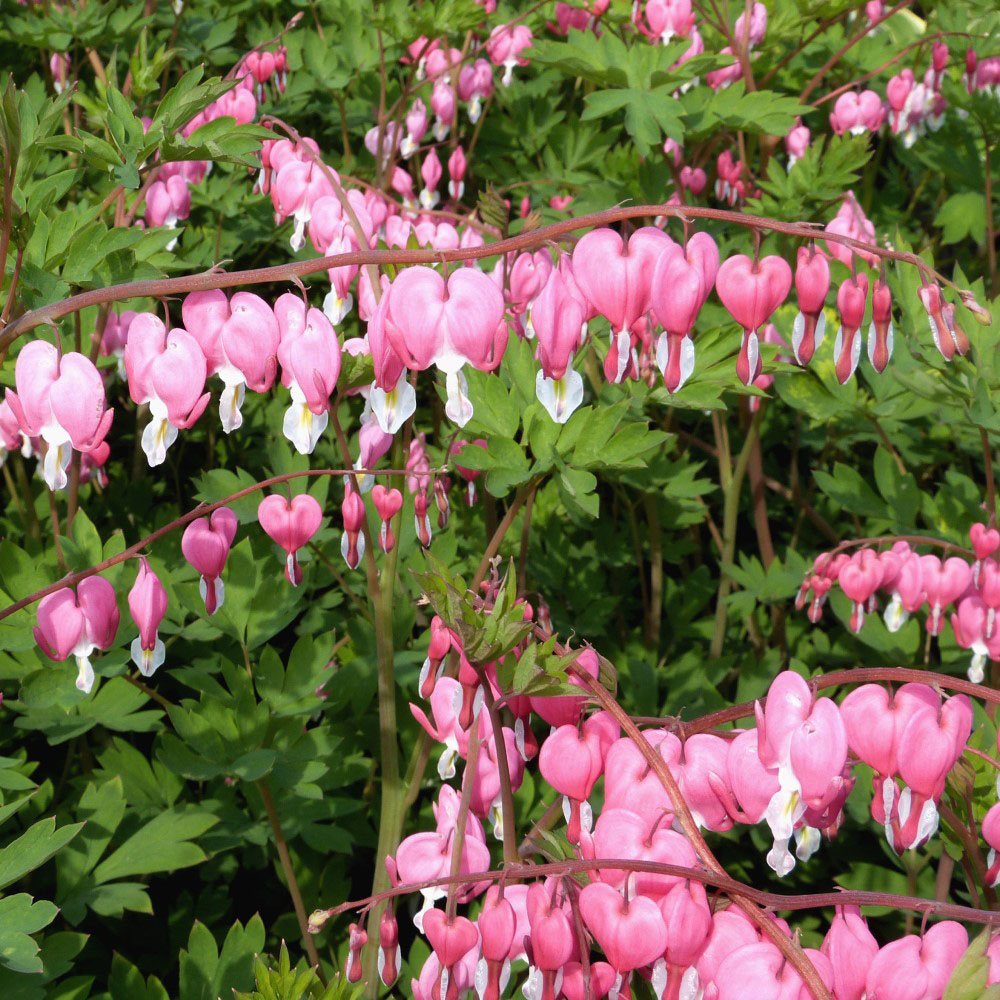 Beautiful Blooms Flower Bulbs - Pink Bleeding Hearts - 2 Bulbs