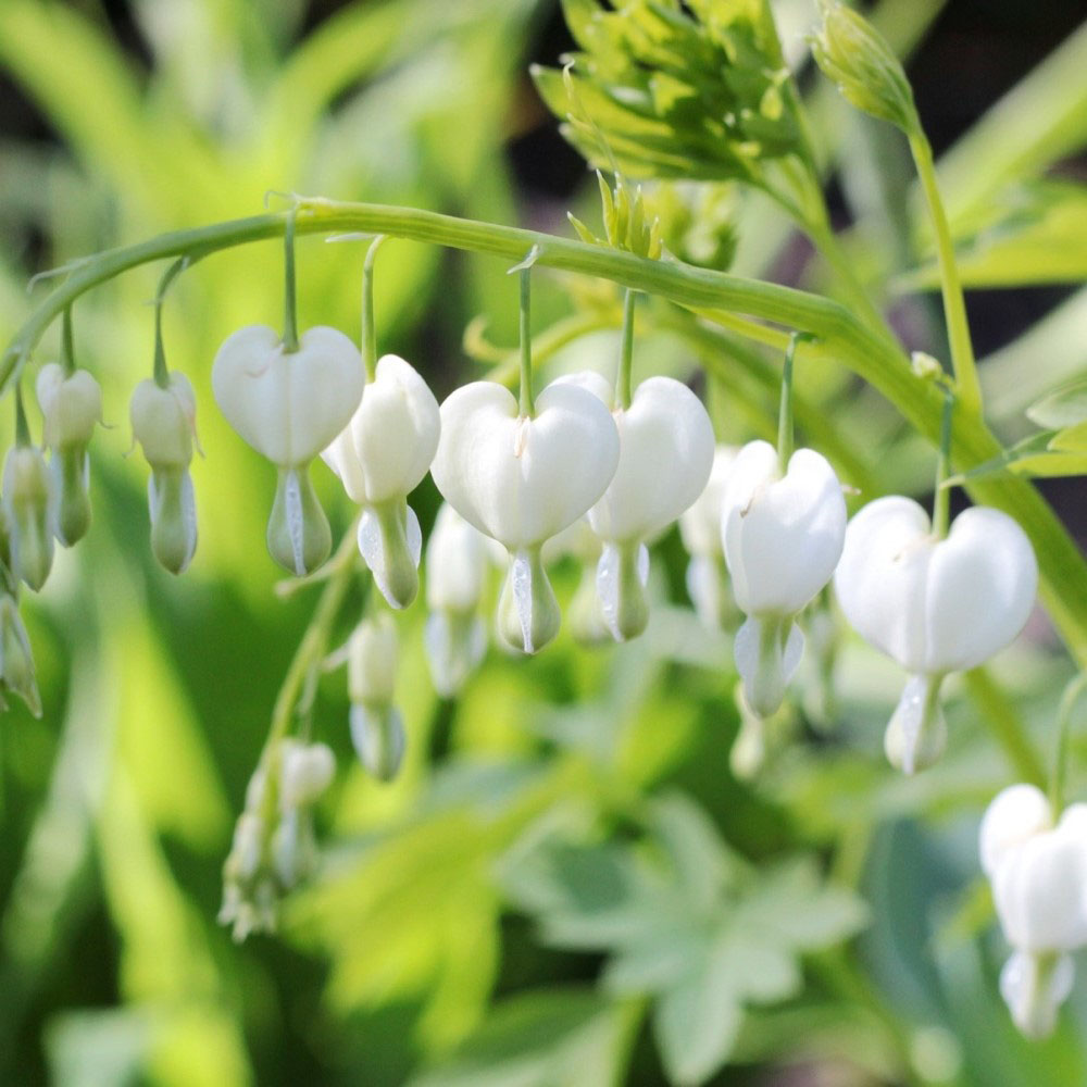 Beautiful Blooms Flower Bulbs - White Bleeding Hearts- 2 Bulbs