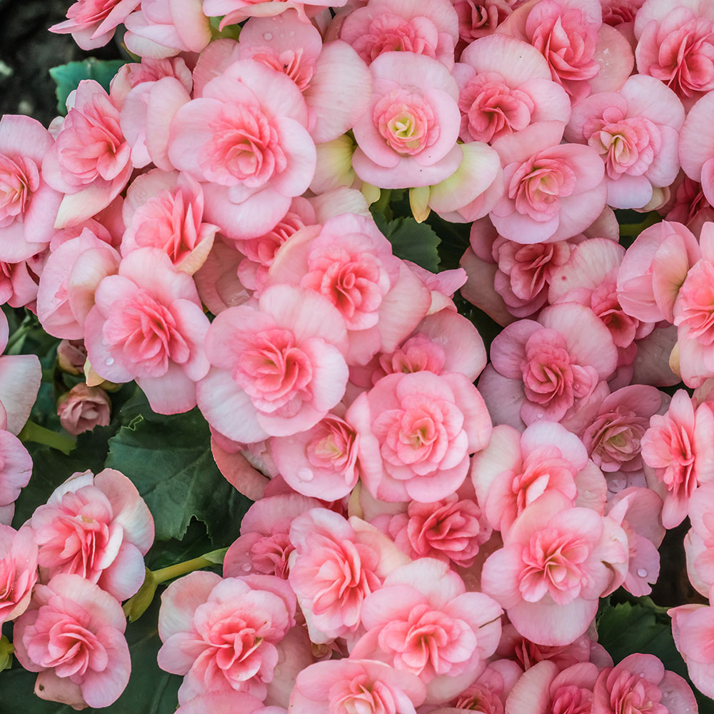 Beautiful Blooms Flower Bulbs - Strawberry Begonias - 4 Bulbs