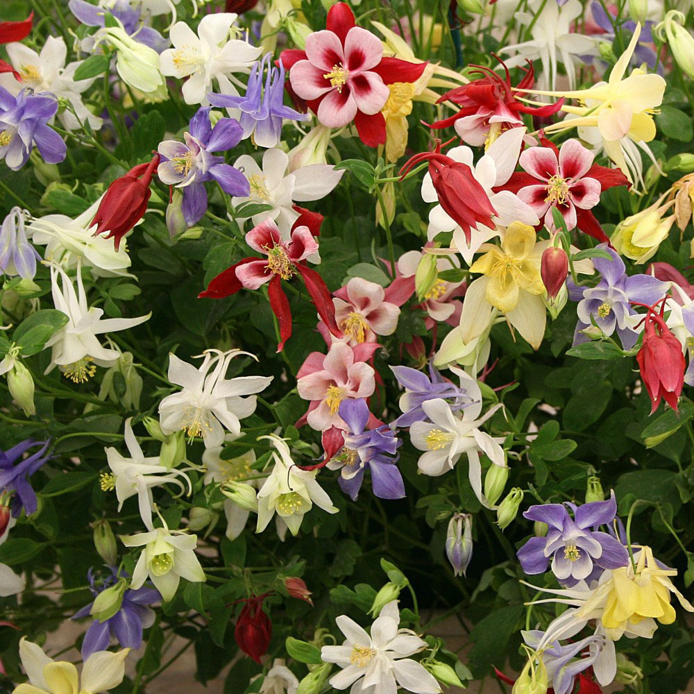 Beautiful Blooms Flower Bulbs - Mixed Columbines - 5 Bulbs