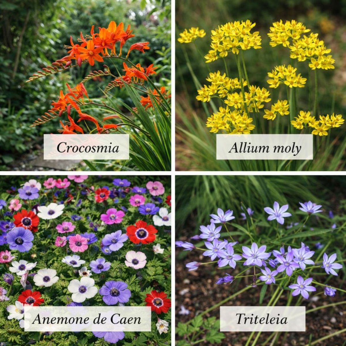 Bees & Butterflies Grand Garden Collection (100 Bulbs) - English Garden Collection