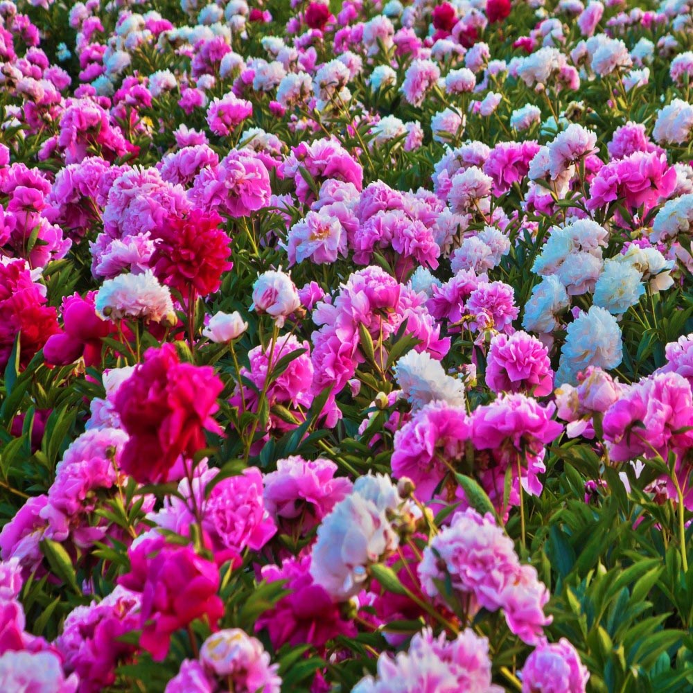 Sweet Summer Blooming Flower Garden (5 Varieties) - Mixed Peonies - 4 Bulbs