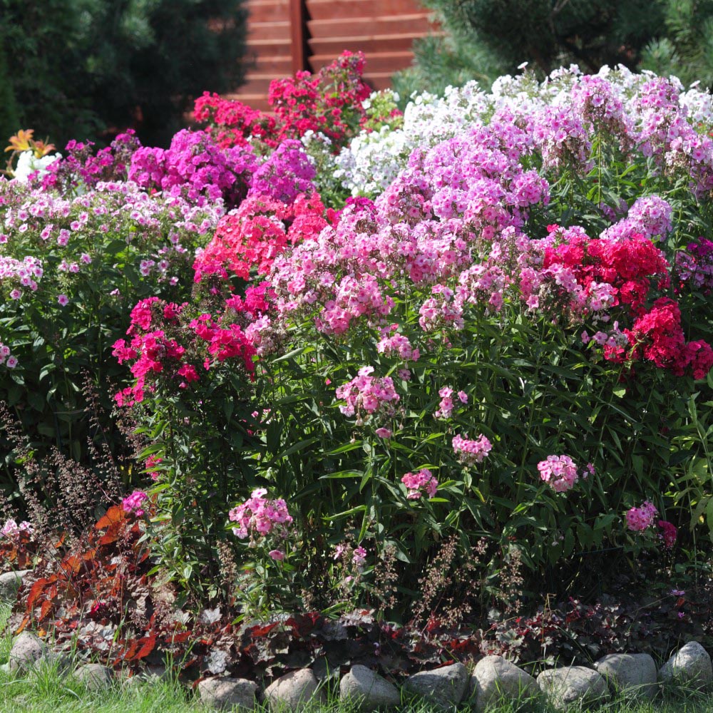 Sweet Summer Blooming Flower Garden (5 Varieties) - Mixed Double Phlox - 6 Bulbs