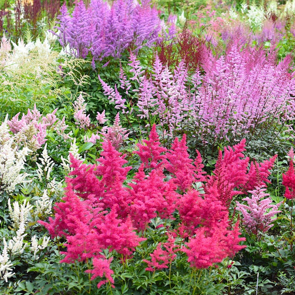 Sweet Summer Blooming Flower Garden (5 Varieties) - Mixed Astilbe Plume - 6 Bulbs