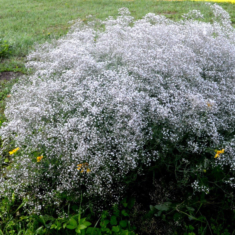 Sweet Summer Blooming Flower Garden (5 Varieties) - Baby's Breath - 6 Bulbs