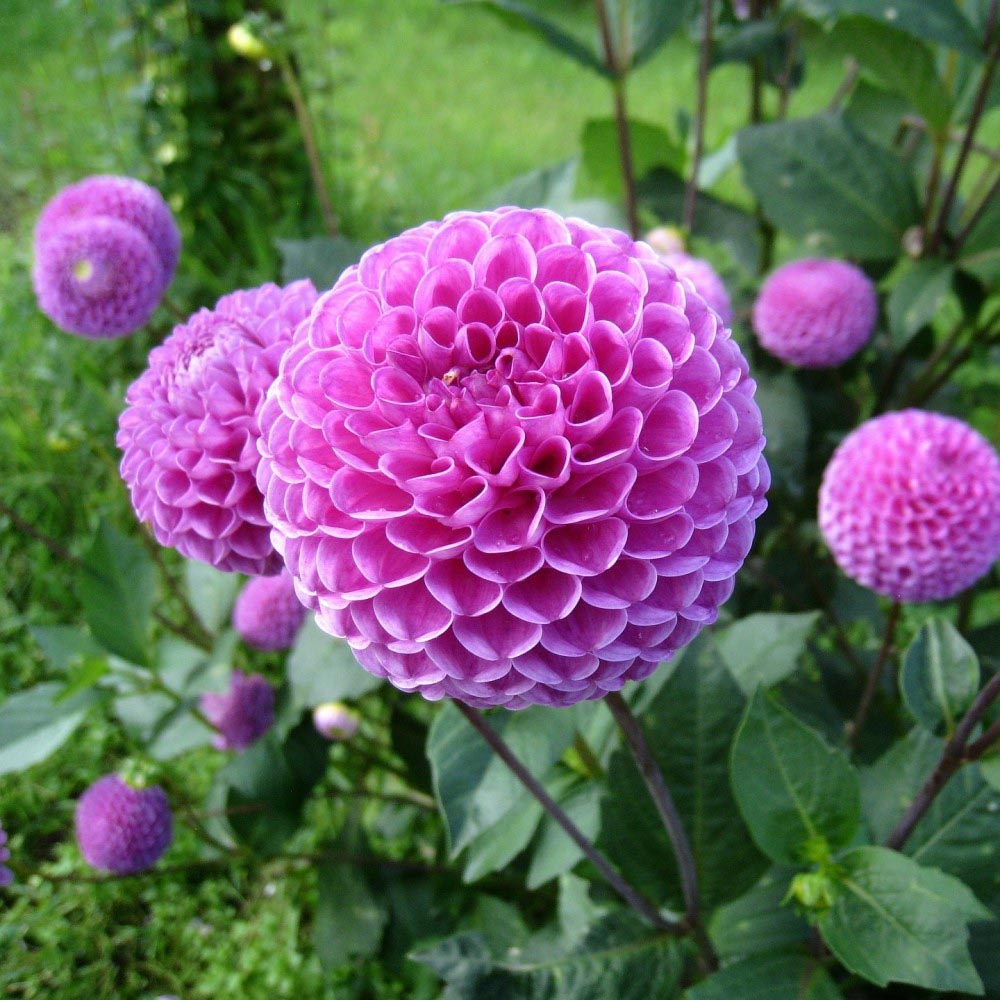Sweet Summer Blooming Flower Garden (5 Varieties) - Lilac Dahlias - 7 Bulbs