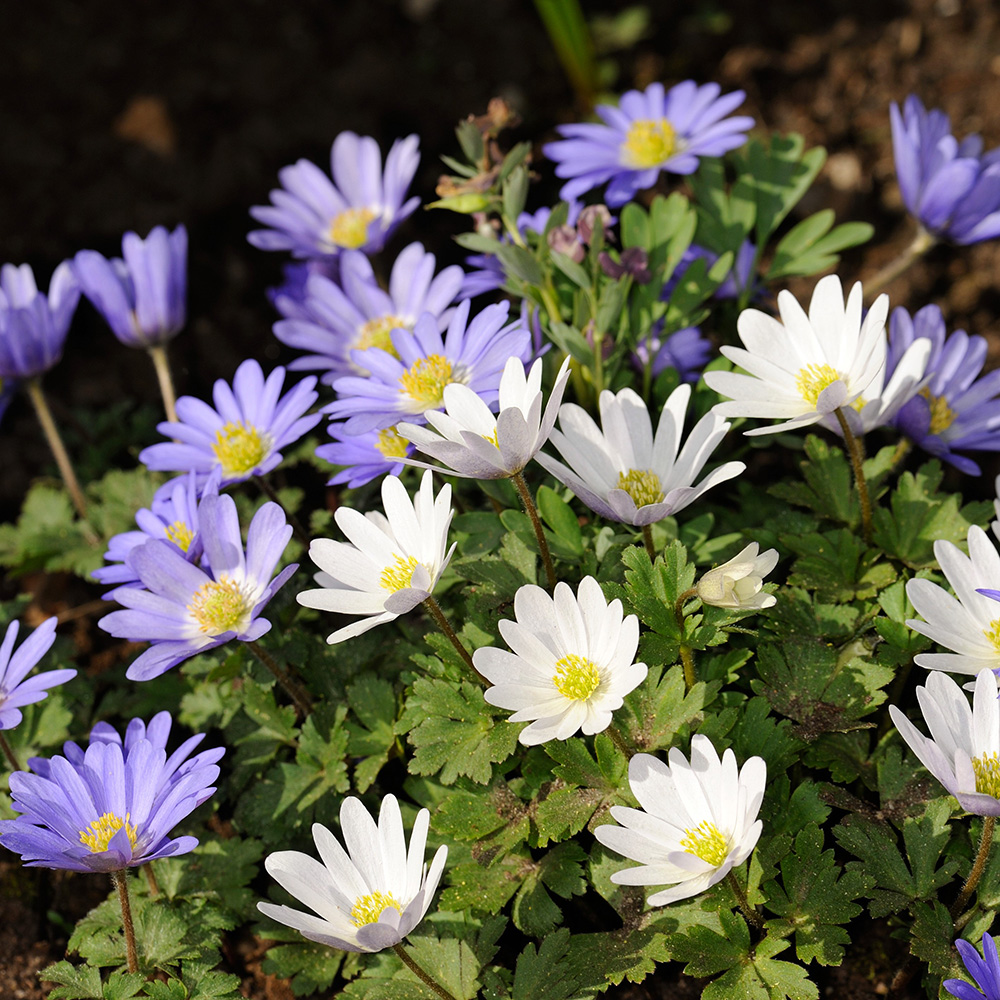 Easy Growing Garden Flowers -  Mixed Anemone Blanda-30 Bulbs