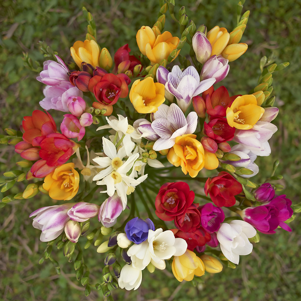 Easy Growing Garden Flowers - Mixed Freesia - 30 Bulbs