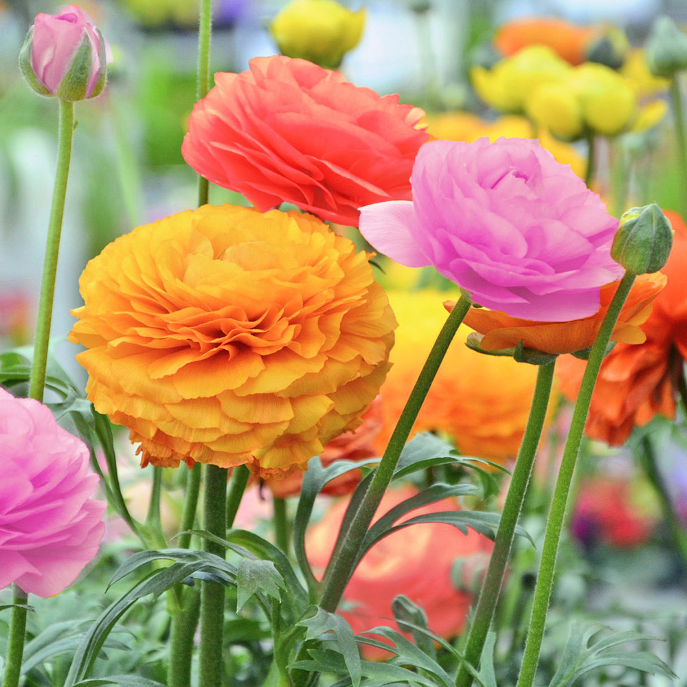 Easy Growing Garden Flowers - Mixed Buttercups - 30 Bulbs
