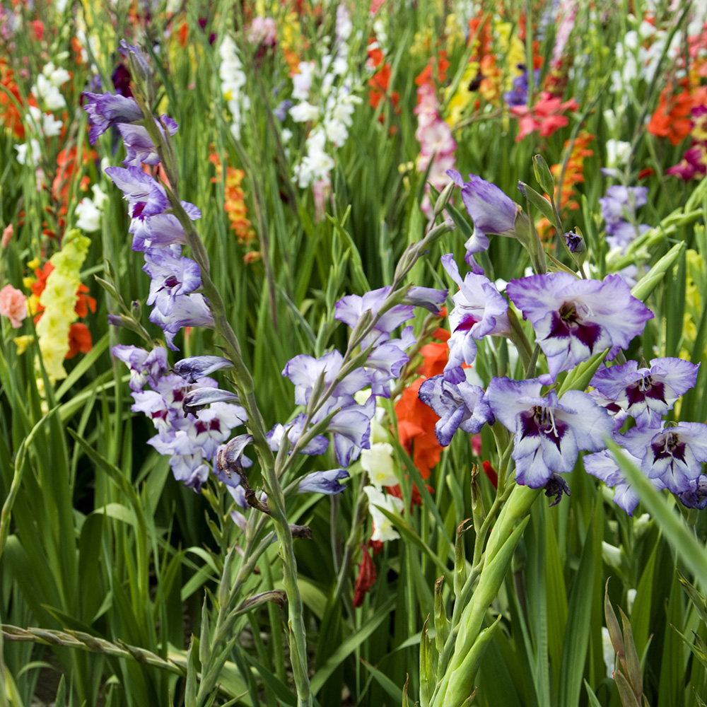 Easy Growing Garden Flowers - Mixed Gladiolus - 40 Bulbs