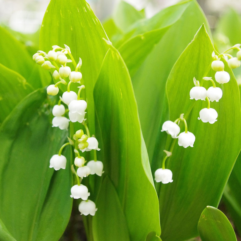 Lovely Lily Flower Bulbs - Lily of the Valley - 8 Bulbs