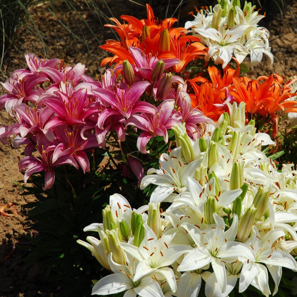 Lovely Lily Flower Bulbs - Lilium Oohs & Aahs - 10 Bulbs