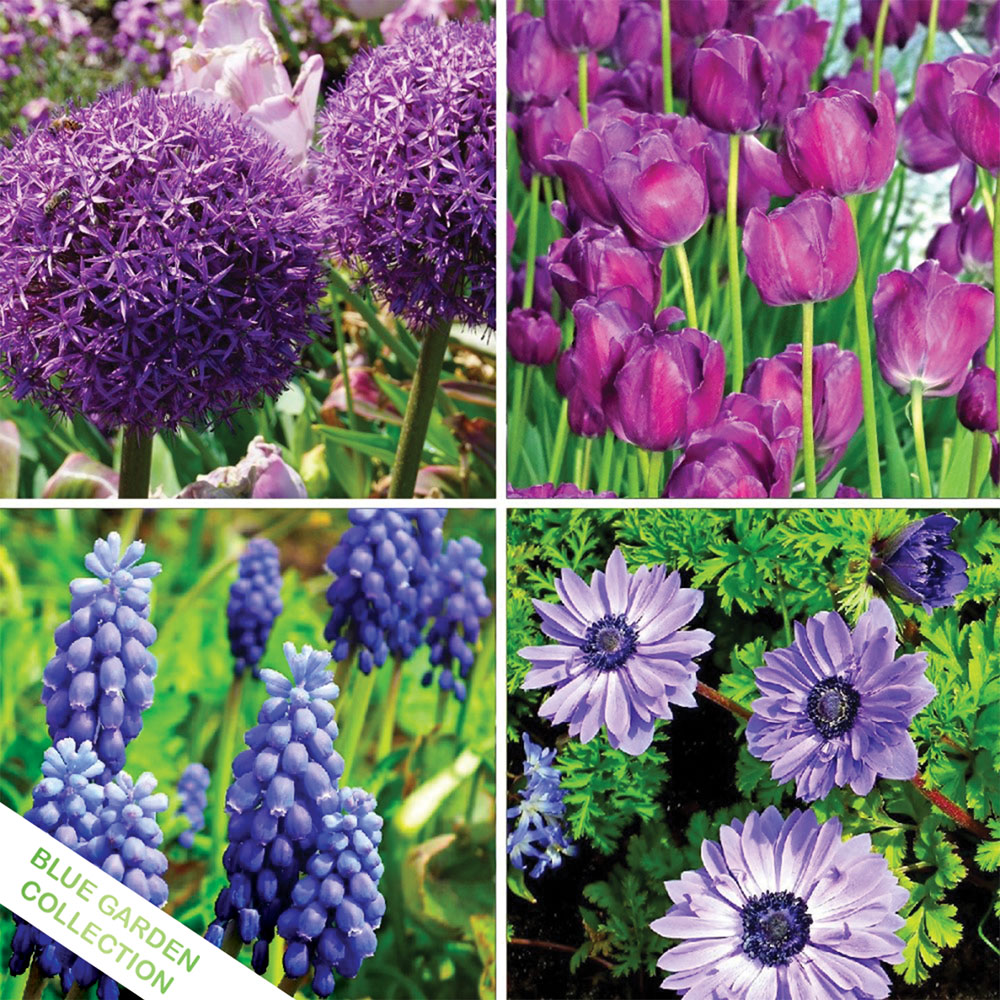 Stunning Fall Flower Bulb Collections - Blue Garden Collection