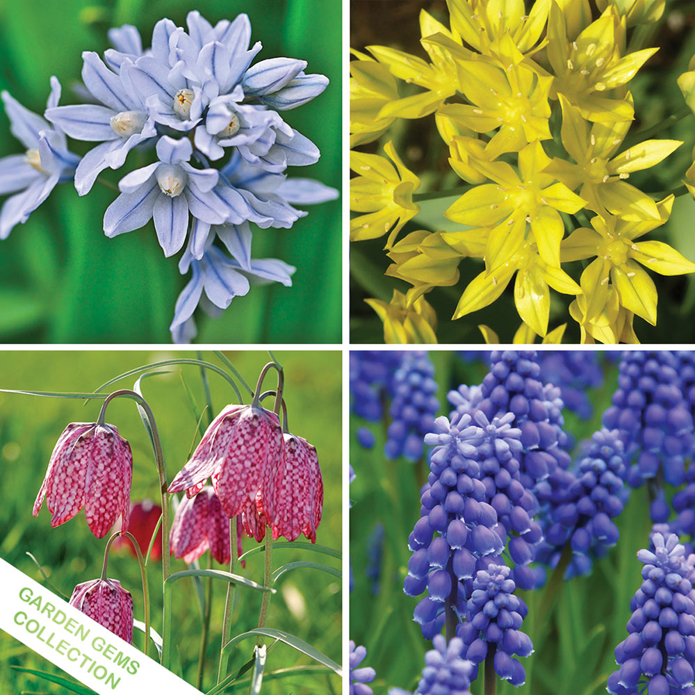 Stunning Fall Flower Bulb Collections - Garden Gem Collection