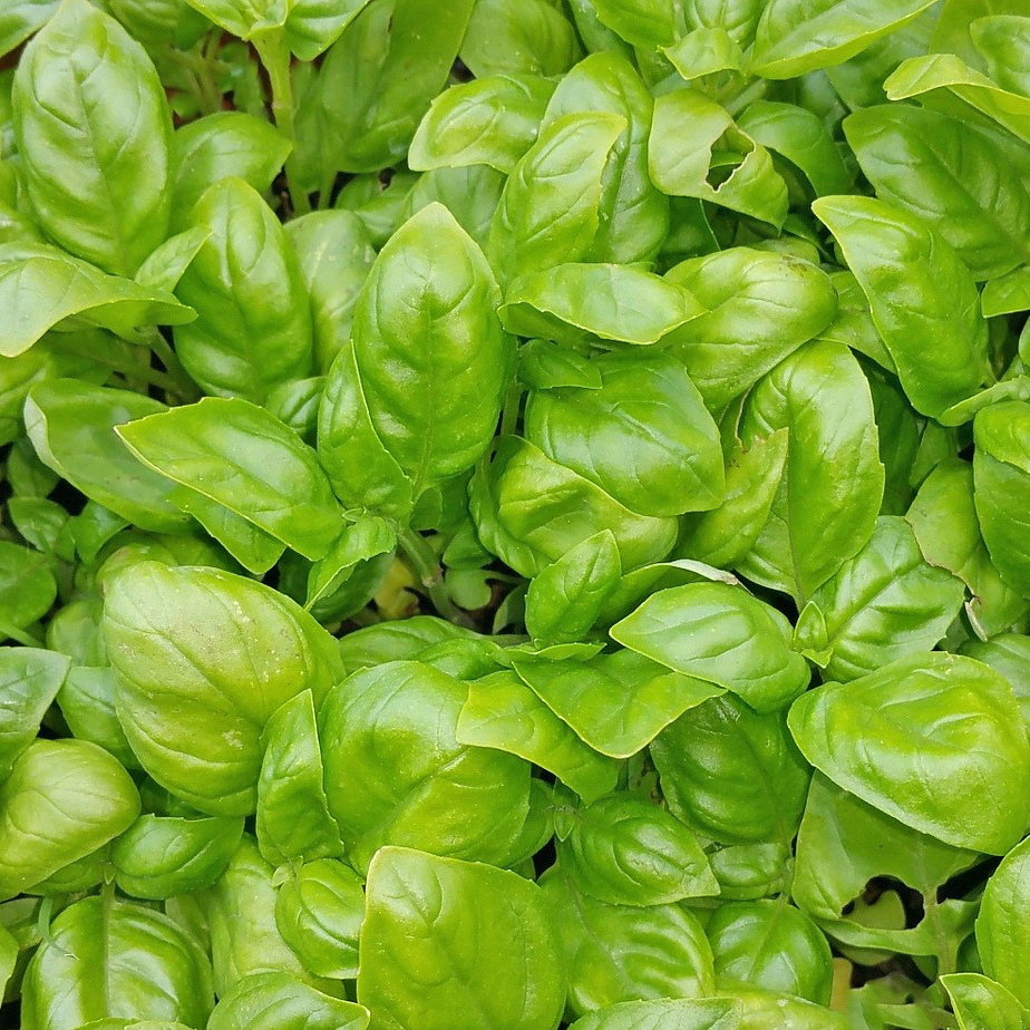 Indoor/Outdoor Organic Hanging Herb Garden Kit - Italian Basil Kit