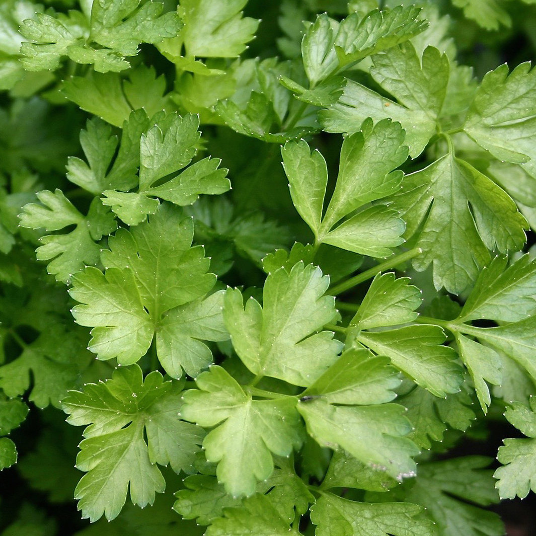 Indoor/Outdoor Organic Hanging Herb Garden Kit - Italian Parsley Kit