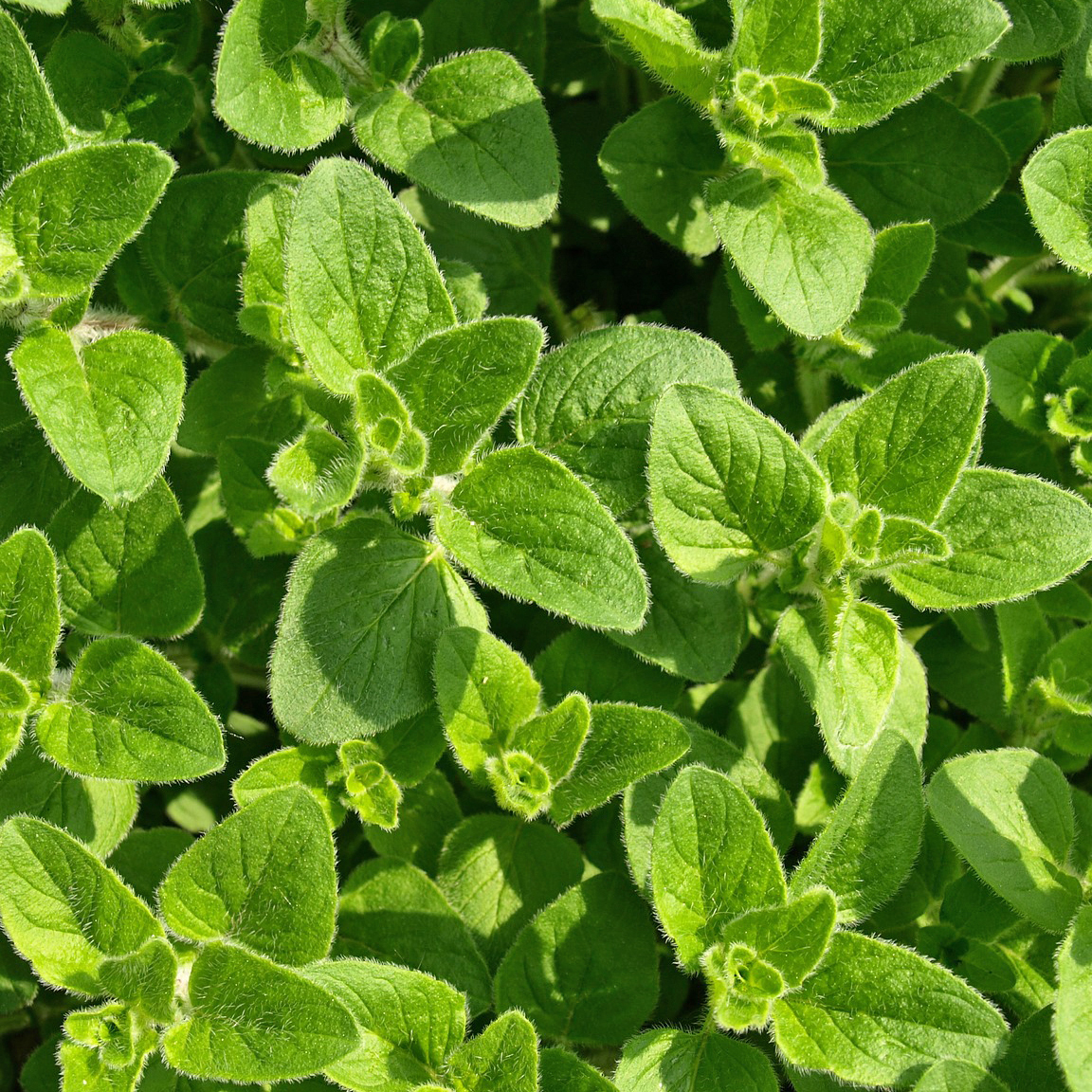 Indoor/Outdoor Organic Hanging Herb Garden Kit - Italian Oregano Kit