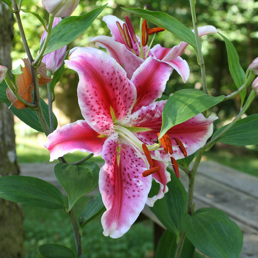 Lovely Lily Flower Bulbs - Giant Stargazer Lily - 6 Bulbs