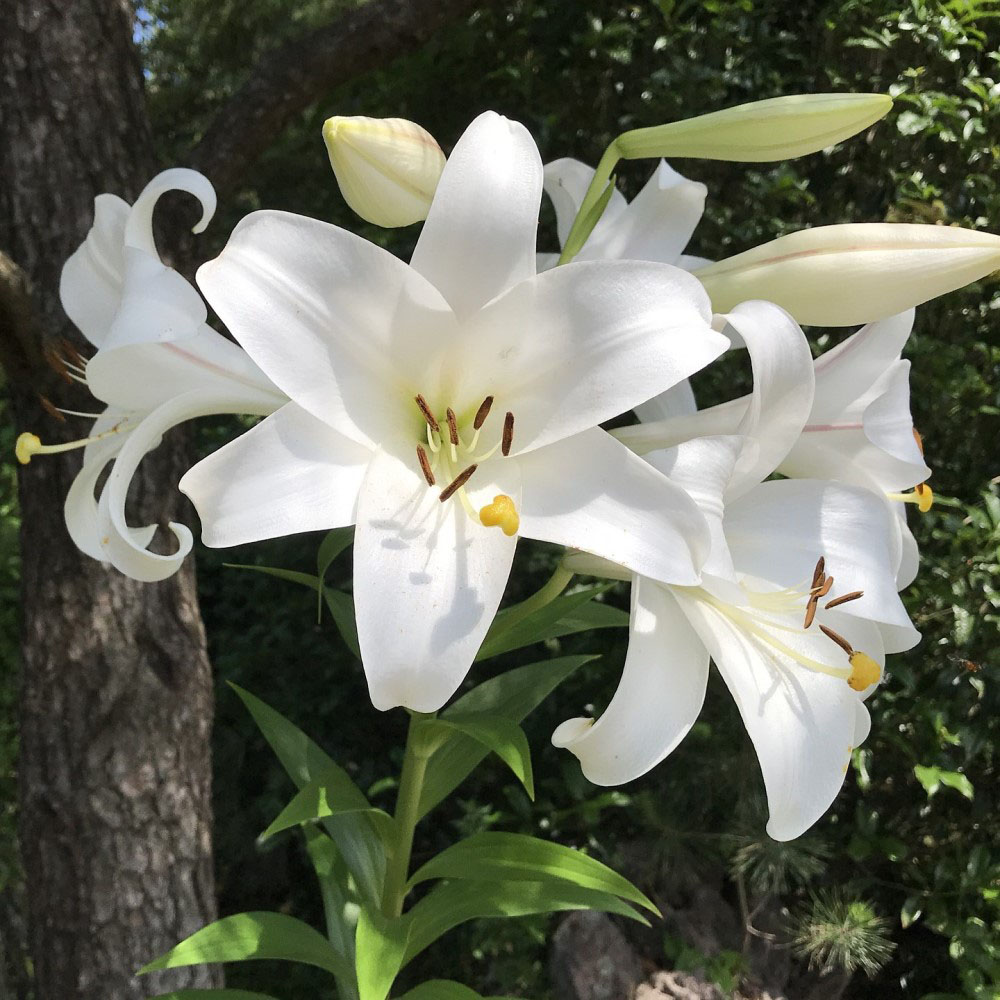 Lovely Lily Flower Bulbs - Giant Pretty Lady Lily-3 Bulbs