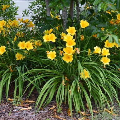 Touch Of ECO® Stella D'Oro Daylily Flower Bulbs (3- to 12-Bulb) - Stella D'Oro Day Lily - 6 Bulbs