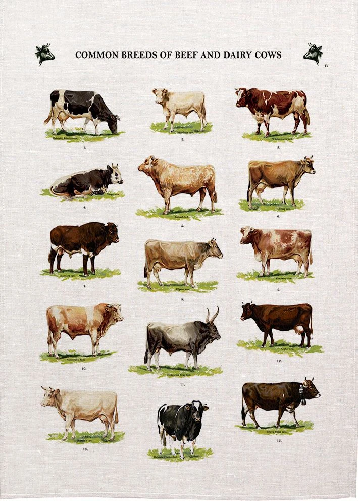 Common Breeds Of Beef And Dairy Cows Printed Tea Towel, Made In Australia