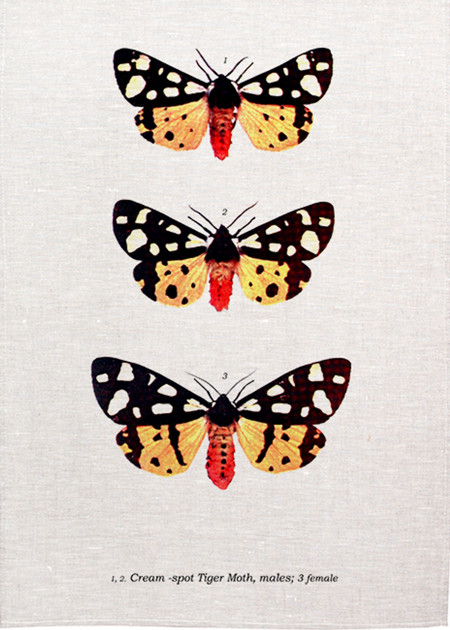 Cream Spot Tiger Moth Butterflies Made