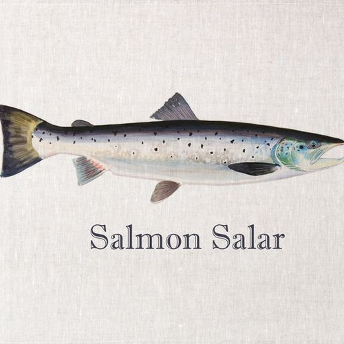 Salmon Salar Printed Tea Towel