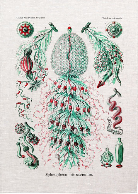 Siphonophorae - Staatsquallen Printed Tea Towel