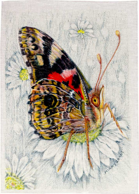 Butterfly Daisy By Minky Grant