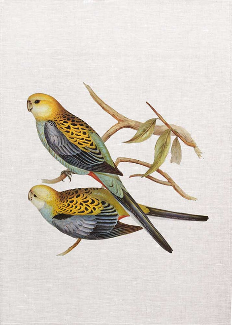 Pale-headed Parakeet (Platycercus palliceps) by Elizabeth Gould  printed on tea towel Made in Australia