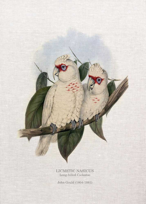 Long-billed Cockatoo LICMETIC NASICUS by John Gould  printed on tea towel Made in Australia